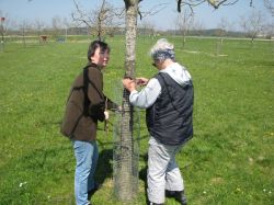 Baumpflegeaktion  2010 01